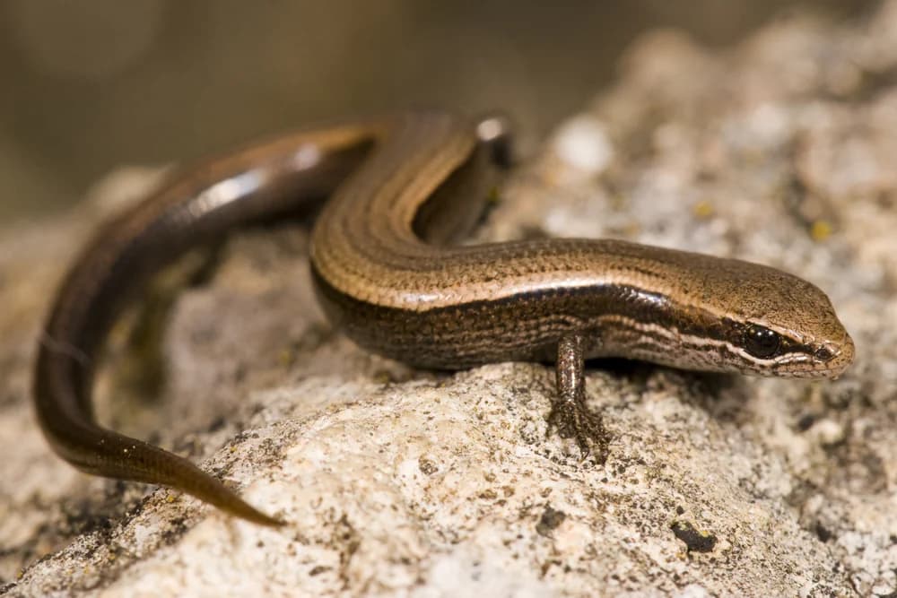 Johannisechse (Ablepharus kitaibelii) - Merkmale, Lebensraum & Haltung
