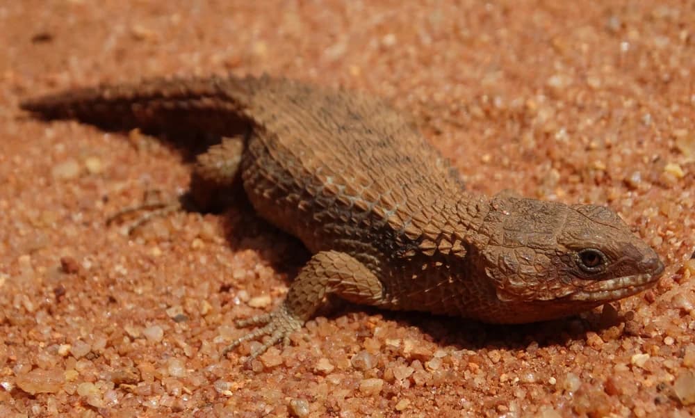 Jones-Zwerggürtelschweif (Cordylus jonesii) - Merkmale, Lebensraum & Haltung