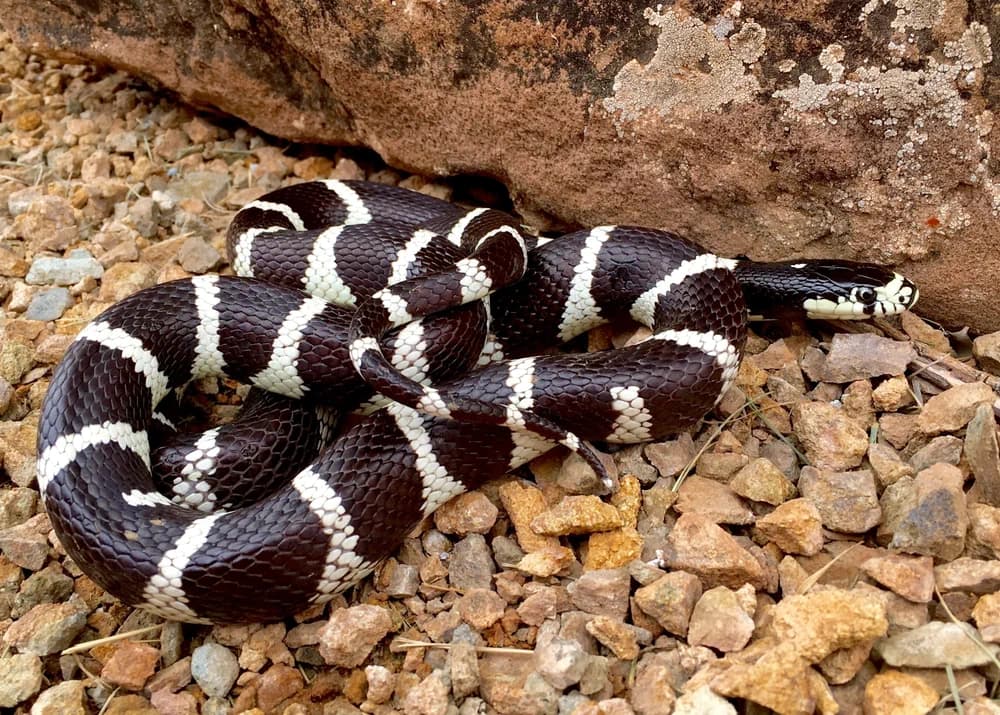 Kettennatter (Lampropeltis getula) - Merkmale, Lebensraum & Haltung