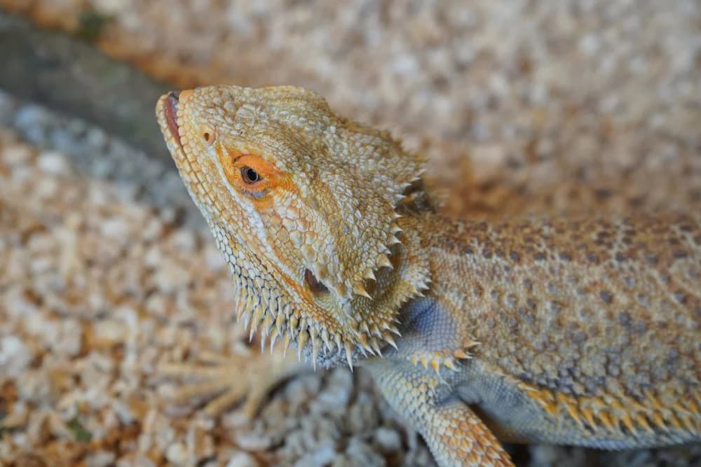Kimberley-Bartagame (Pogona microlepidota)
