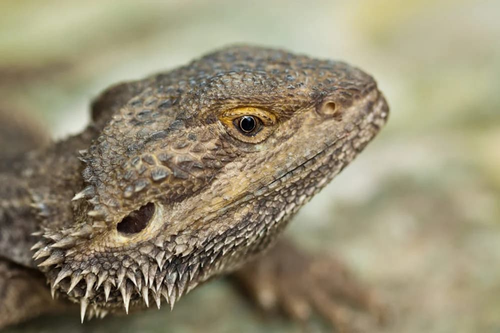 Kleine Bartagame (Pogona minima)