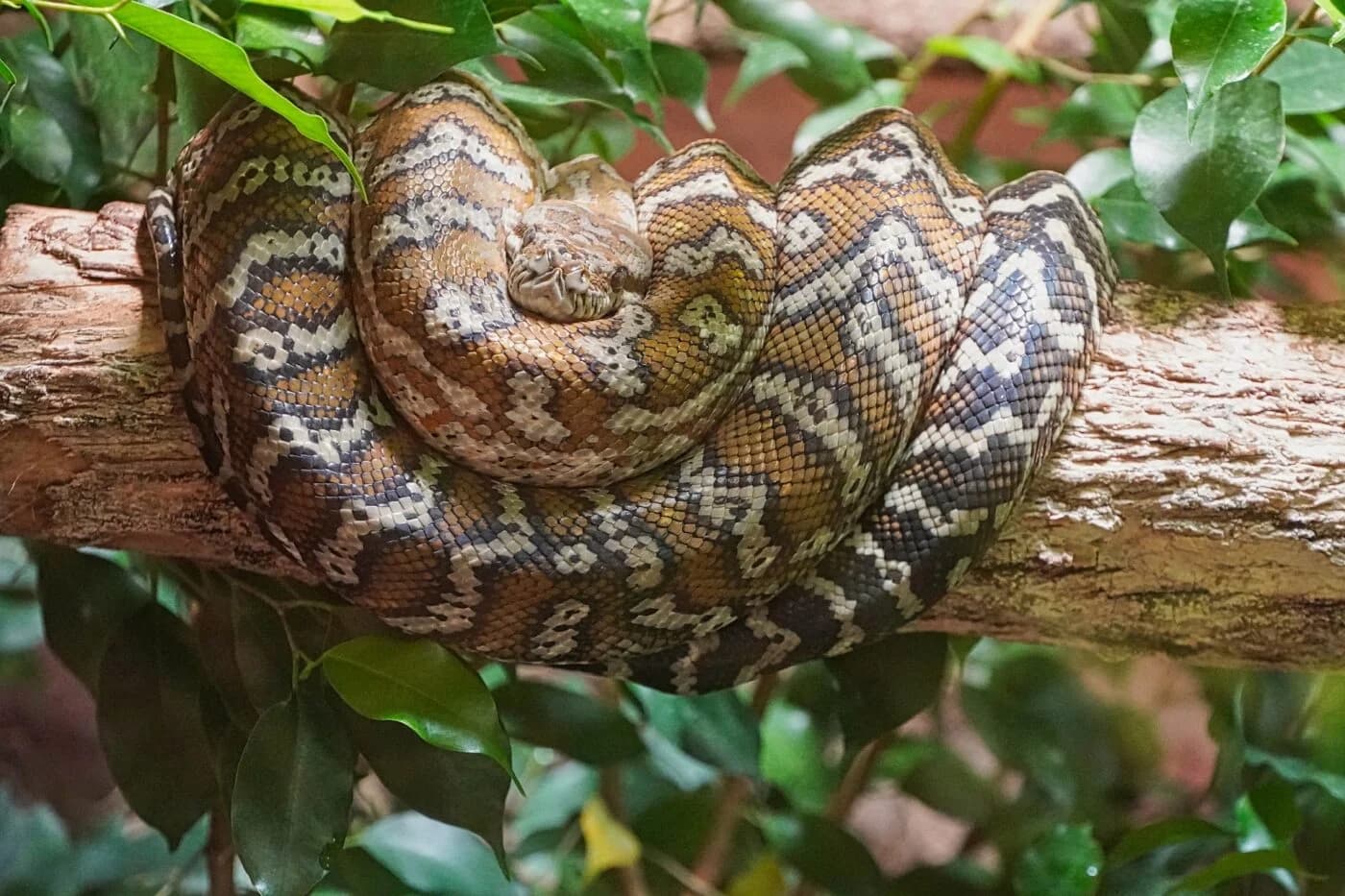 Königsboa (Boa constrictor) - Arten, Lebensraum & Haltung