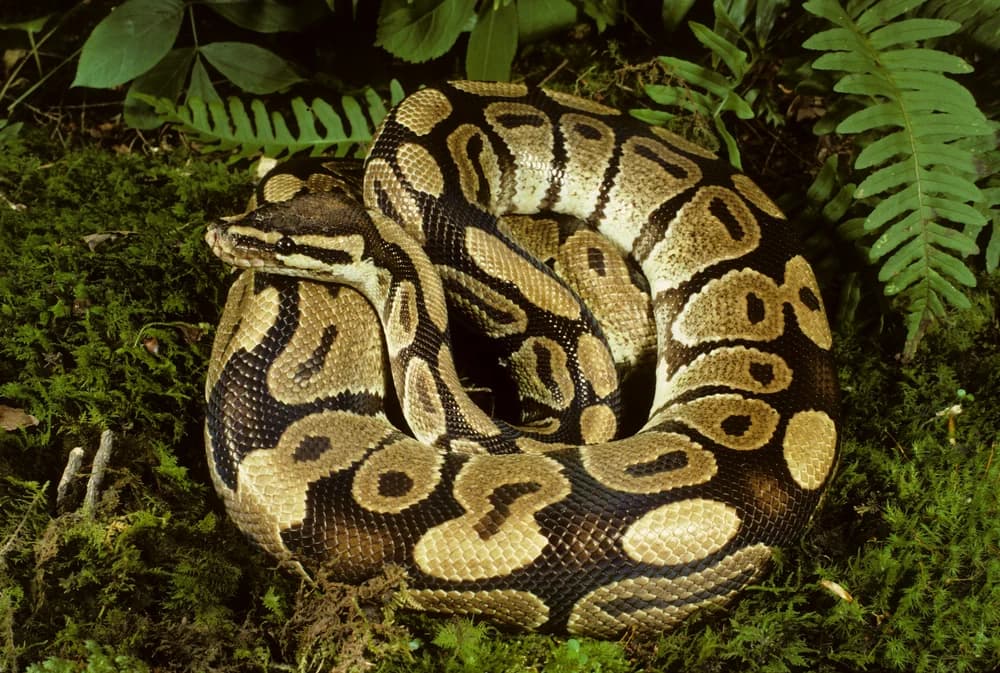 Königsphyton (Python regius) - Merkmale, Lebensraum & Haltung