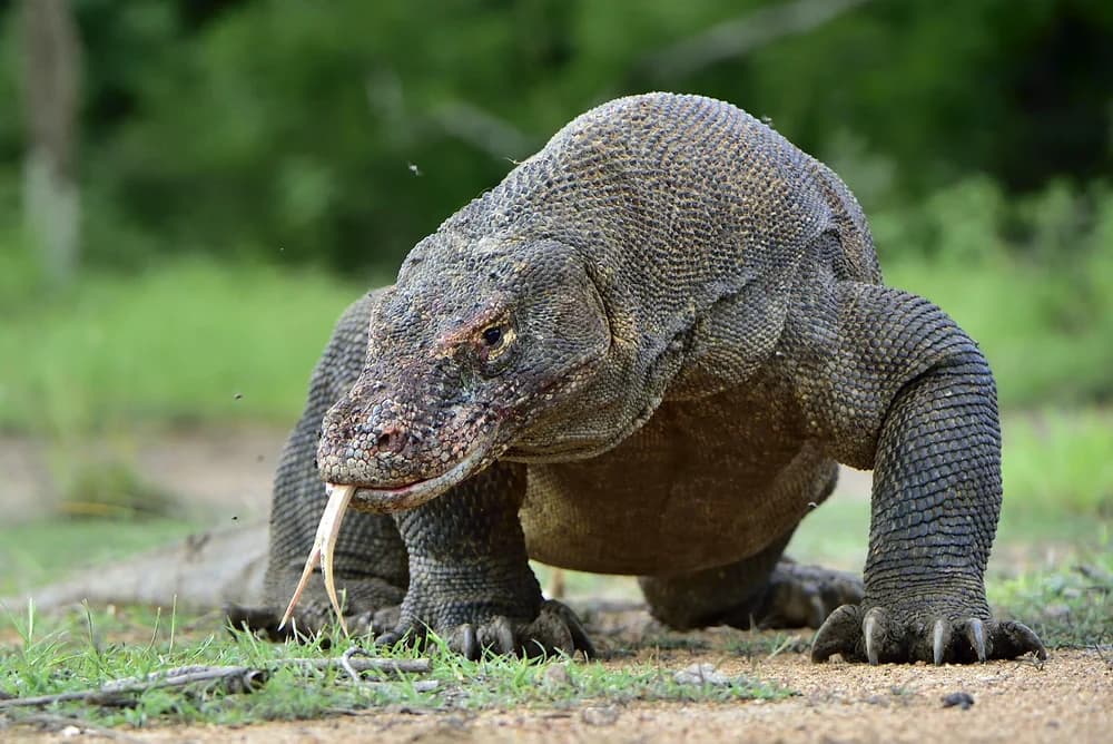 Komodo-Waran (Varanus komodoensis) - Merkmale, Lebensraum & Haltung