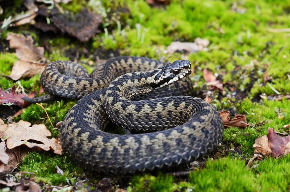 Kreuzotter (Vipera berus) - Merkmale, Lebensraum & Haltung