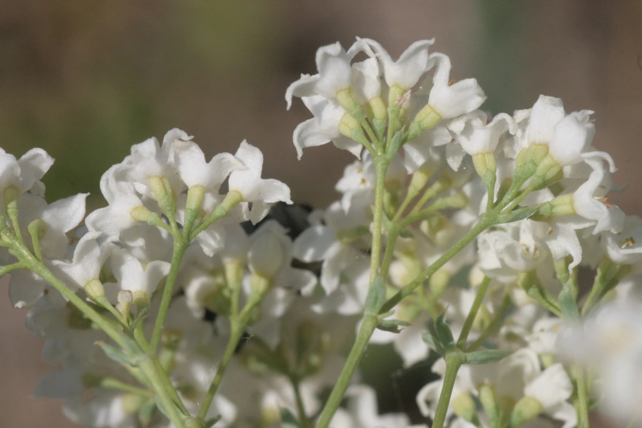 Galium glaucum s str (Blaugrün-Labkraut) IMG 3826