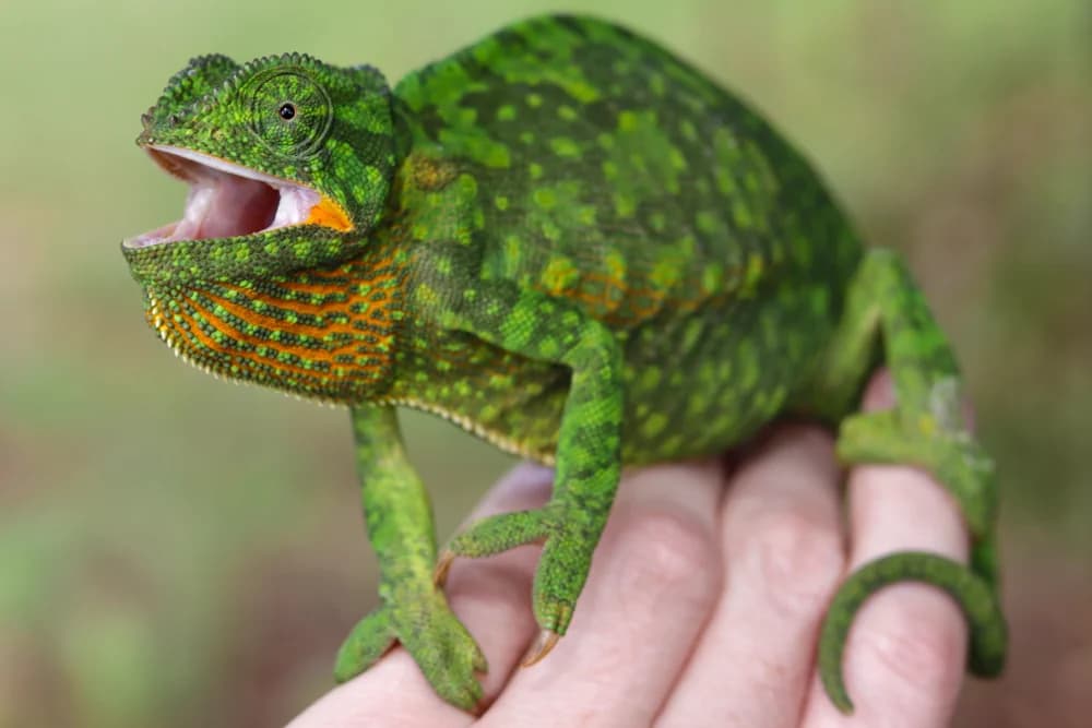Lappenchamäleon (Chamaeleo dilepis) - Merkmale, Lebensraum & Haltung
