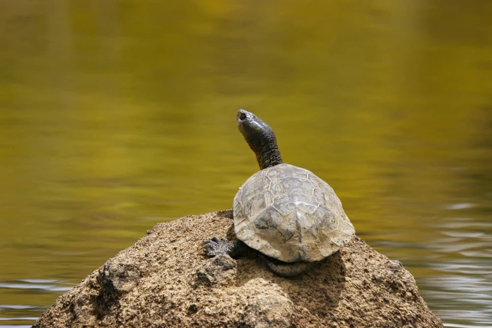 Maurische Wasserschildkröte (Mauremys leprosa) - Merkmale, Lebensraum & Haltung