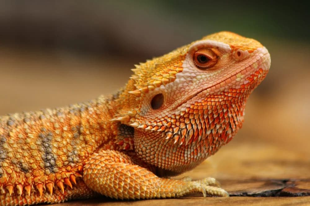 Mitchells-Bartagame (Pogona mitchelli)