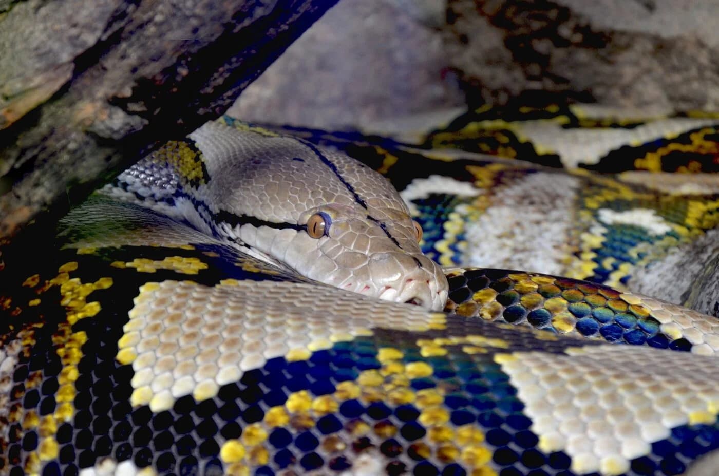 Netzpython (Malayopython reticulatus) - Lebensraum, Pflege & Haltung