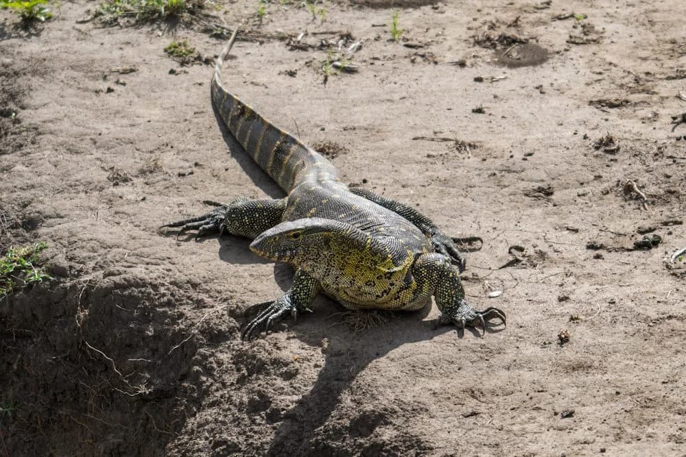 Nilwaran (Varanus niloticus)