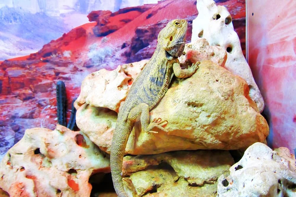 Östliche Bartagame (Pogona barbata)