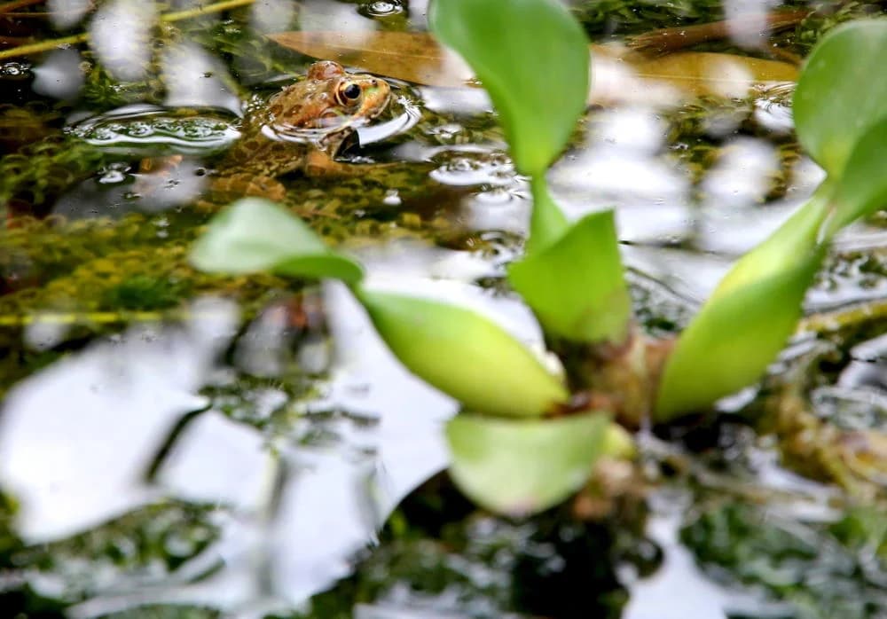 Paludarium - Sumpfaquarium für Zuhause