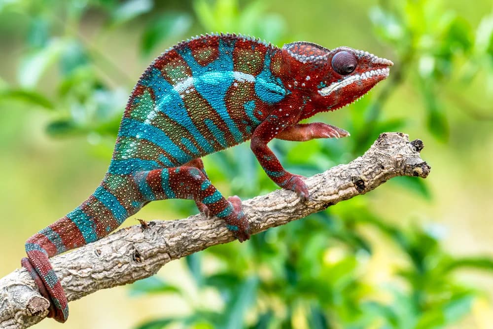Pantherchamäleon (Furcifer pardalis) - Merkmale, Lebensraum & Haltung