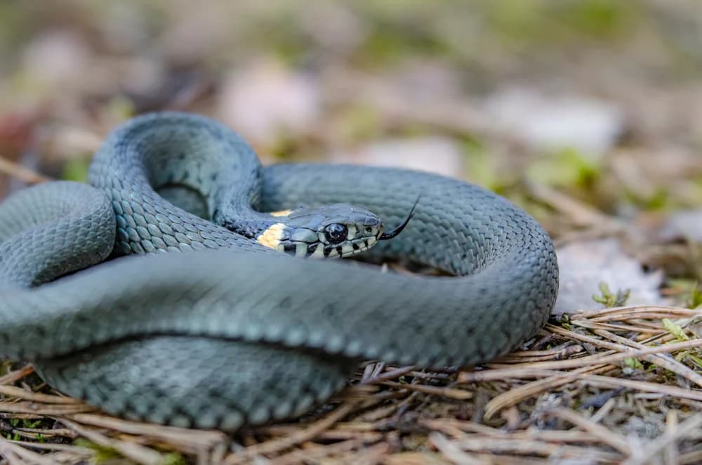 Ringelnatter (Natrix natrix) - Merkmale, Lebensraum & Haltung
