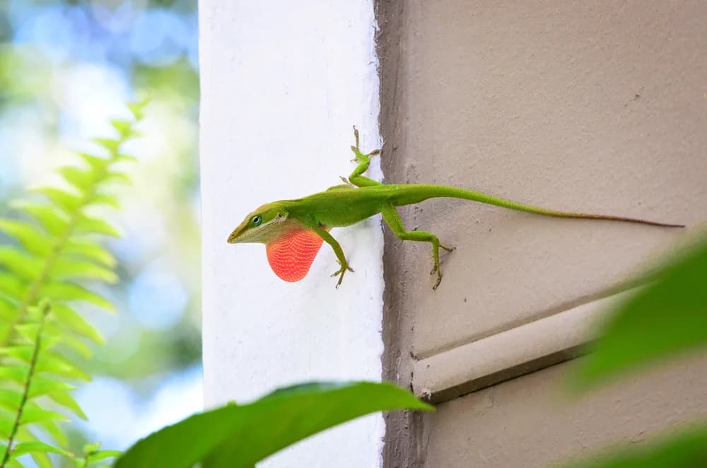 Rotkehlanolis (Anolis carolinensis) - Merkmale, Lebensraum & Haltung