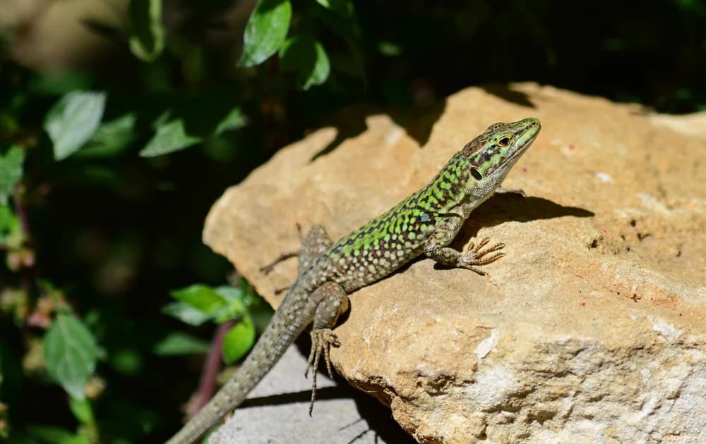 Ruineneidechse (Podarcis siculus) - Merkmale, Lebensraum & Haltung