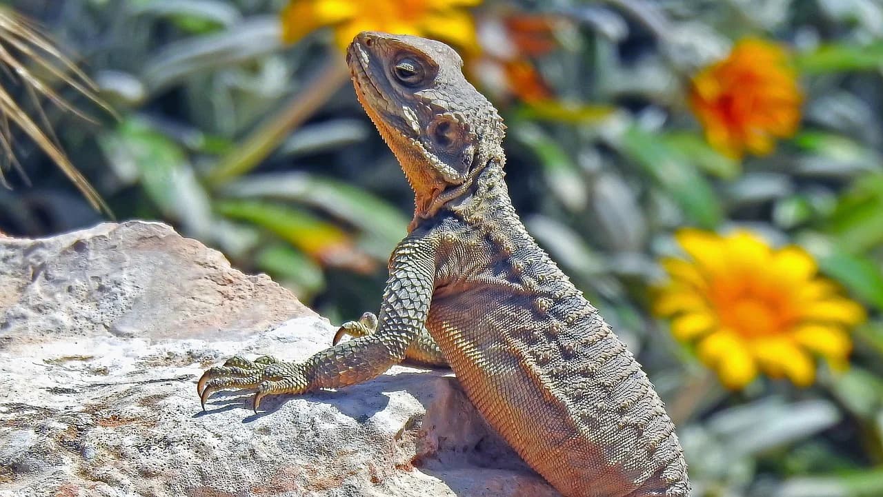Schleuderschwanzagame (Stellagama stellio)
