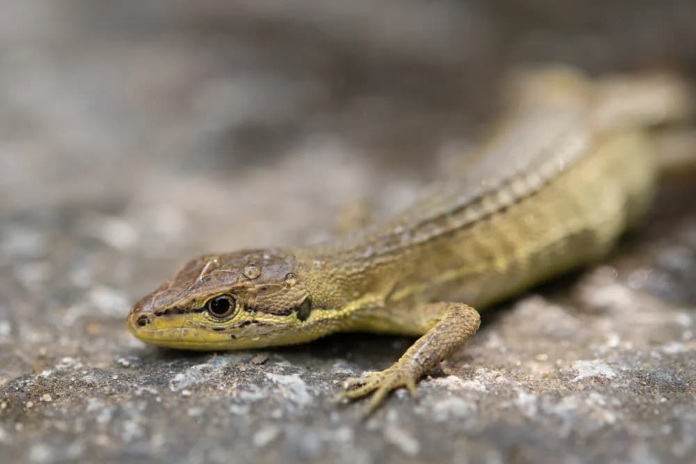 Japanischer Schnellläufer (Takydromus tachydromoides) - Merkmale, Lebensraum & Haltung
