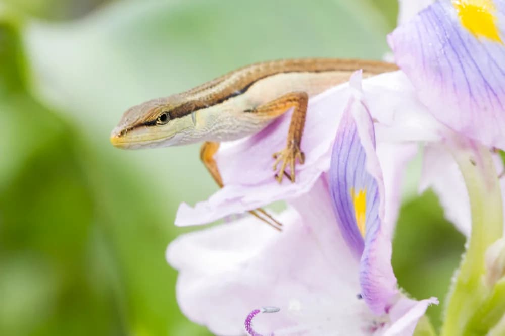 Sechsstreifen-Langschwanzeidechse (Sechsstreifen-Langschwanzeidechse) - Merkmale, Lebensraum & Haltung