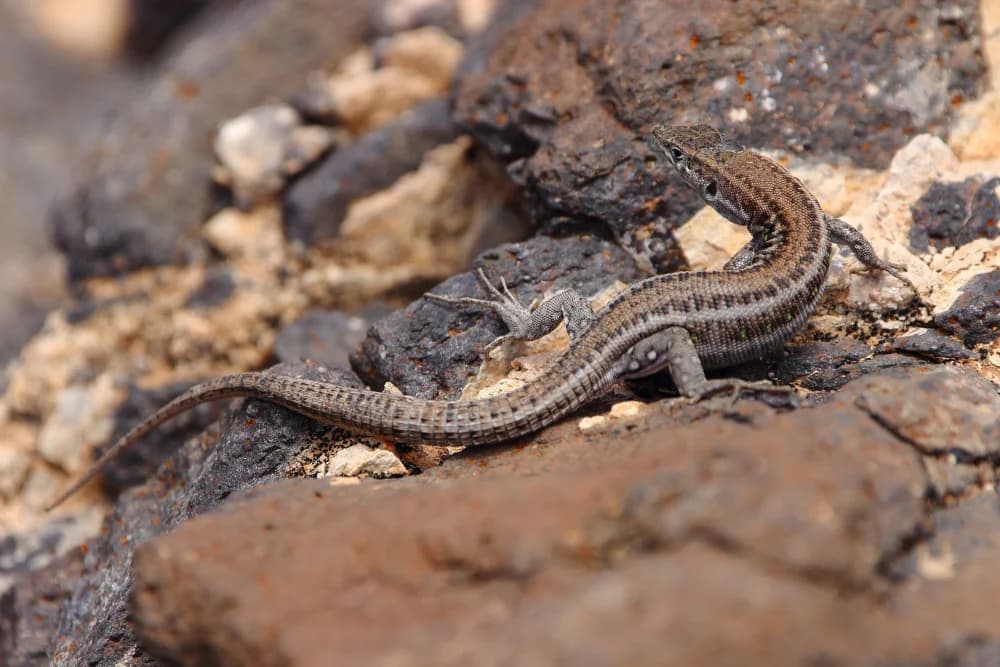 Spanische Mauereidechse (Podarcis hispanicus) – Merkmale, Lebensraum & Haltung