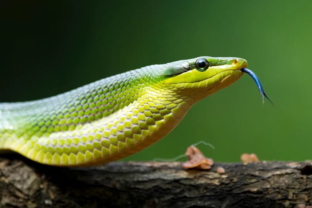 Spitzkopfnatter (Gonyosoma oxycephalum) - Merkmale, Lebensraum & Haltung