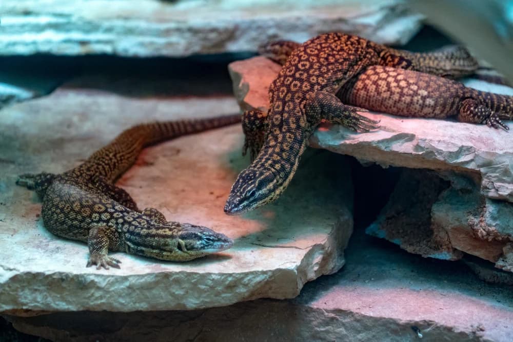 Stachelschwanzwaran (Varanus acanthurus) - Merkmale, Lebensraum & Haltung