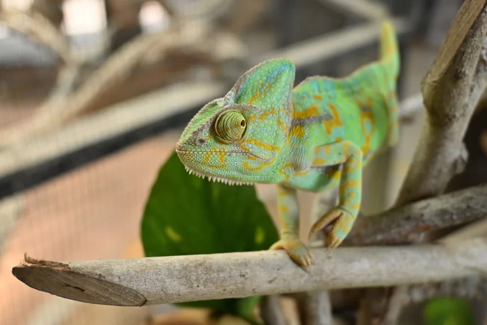 Terrarium für Chamäleons