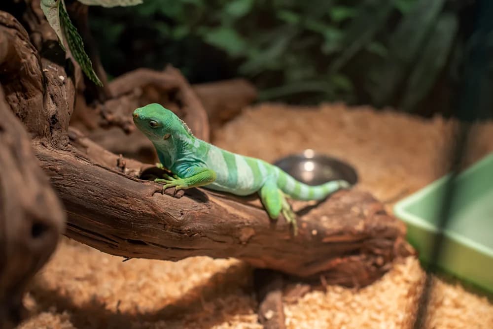 Terrarium für Echsen