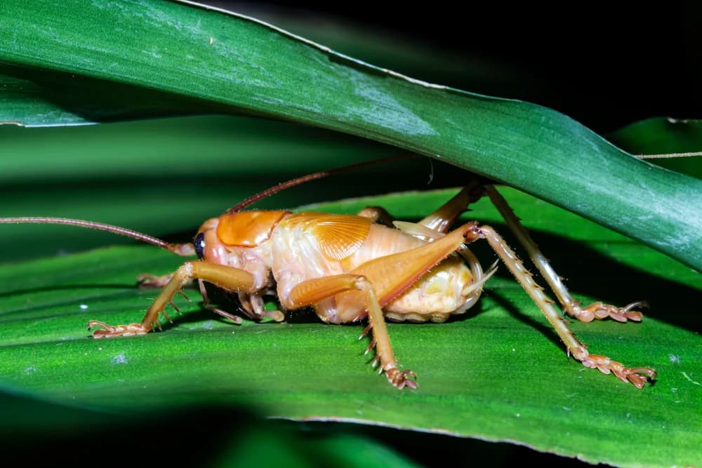 Terrarium für Grillen