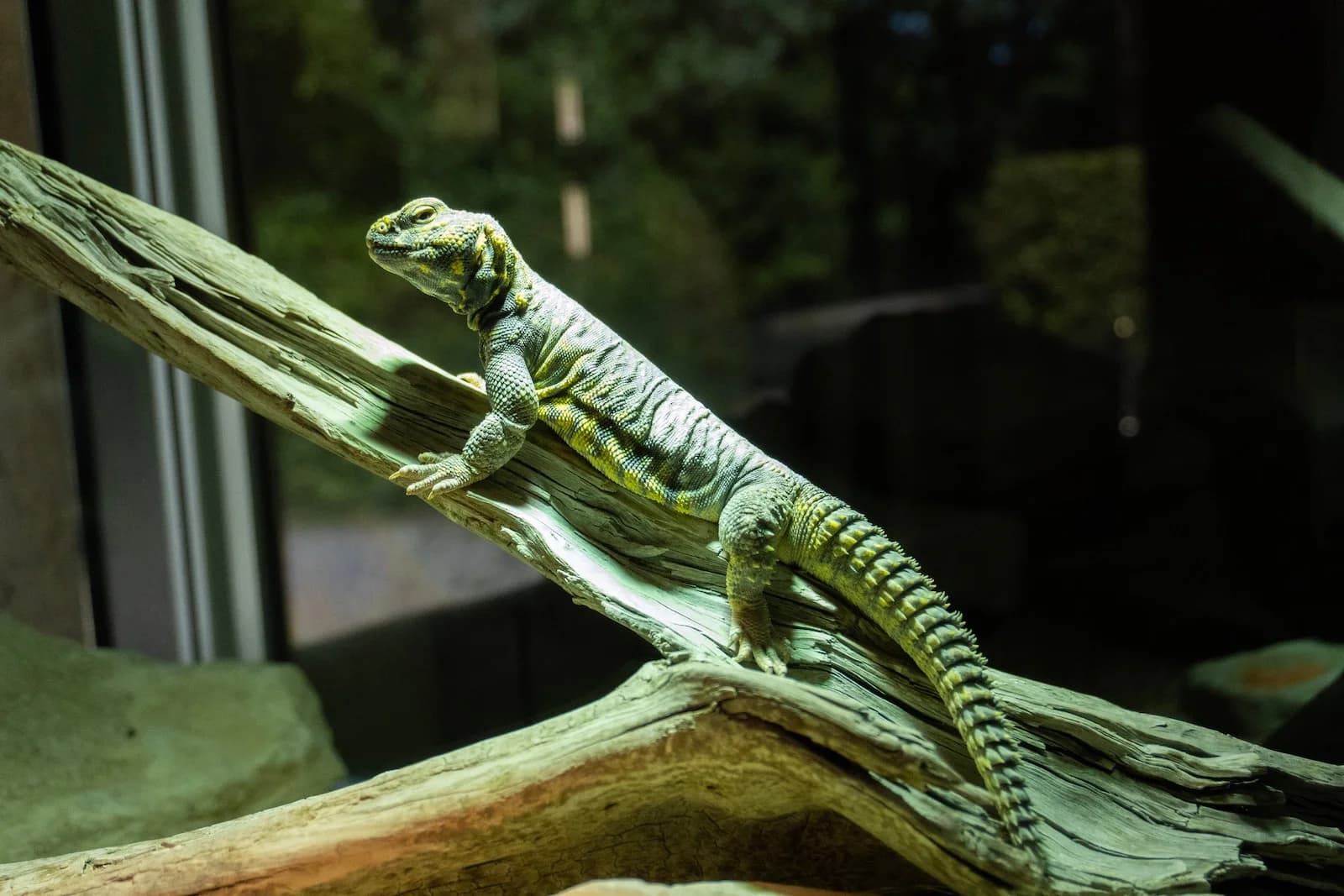 Terrarium für Leguane