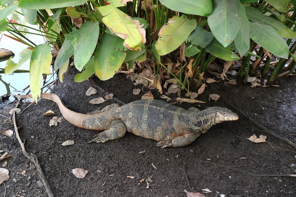 Timorwaran (Varanus timorensis) - Merkmale, Lebensraum & Haltung