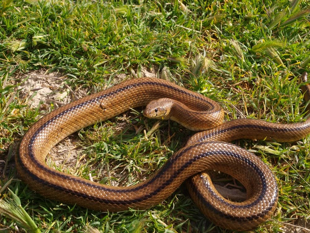 Treppennatter (Rhinechis scalaris) - Merkmale, Lebensraum & Haltung