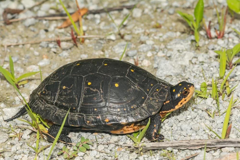 Tropfenschildkröte (Clemmys guttata)