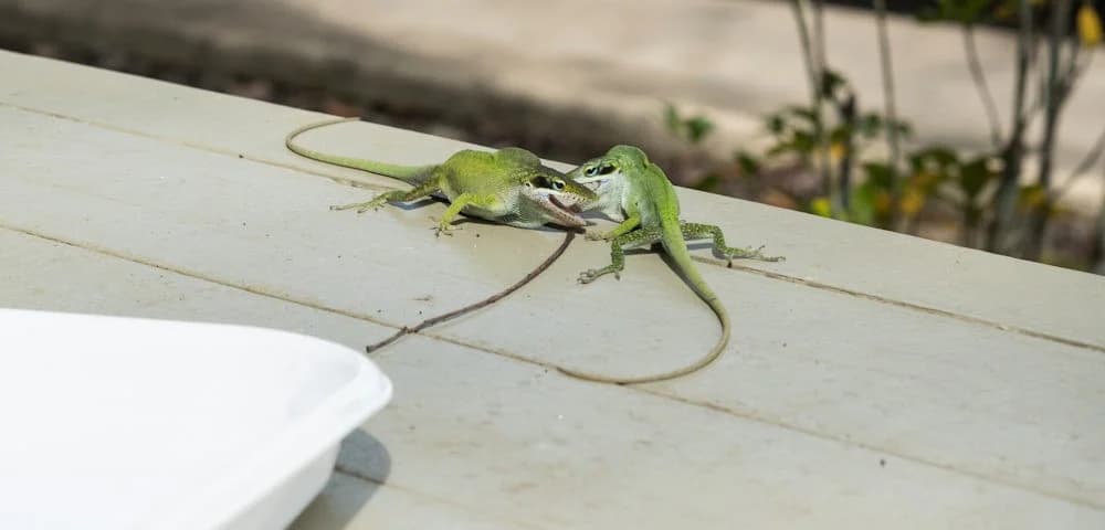 Two,Green,Anoles,,Anolis,Carolinensis,,In,A,Territorial,Fight