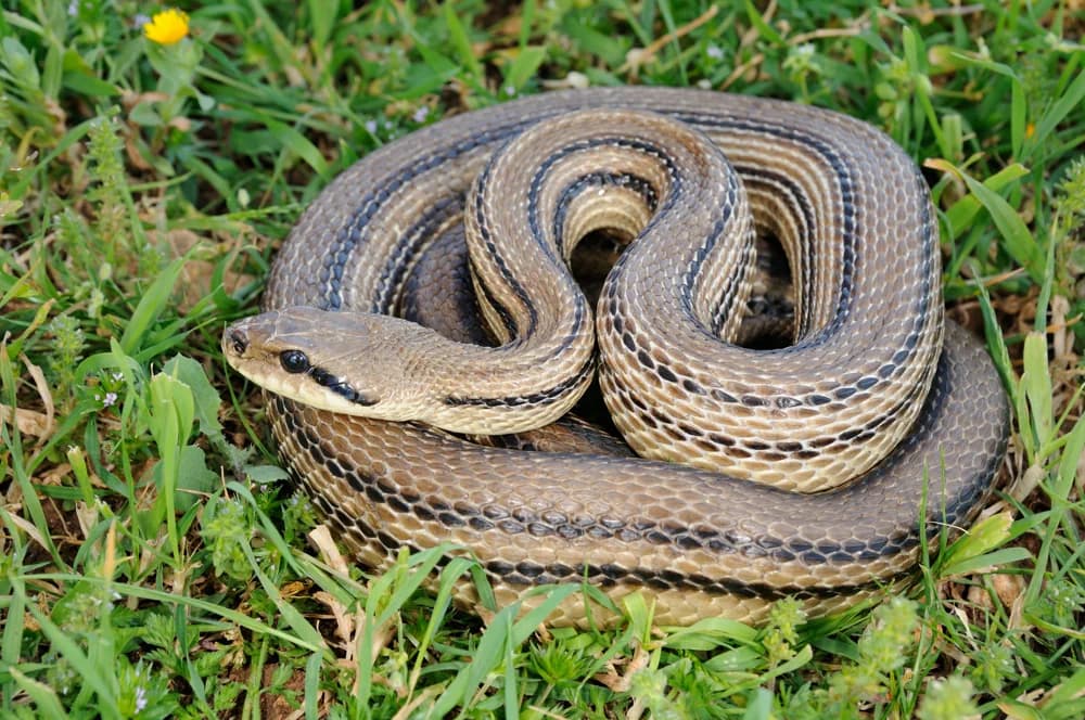 Vierstreifennatter (Elaphe quatuorlineata) - Merkmale, Lebensraum & Haltung