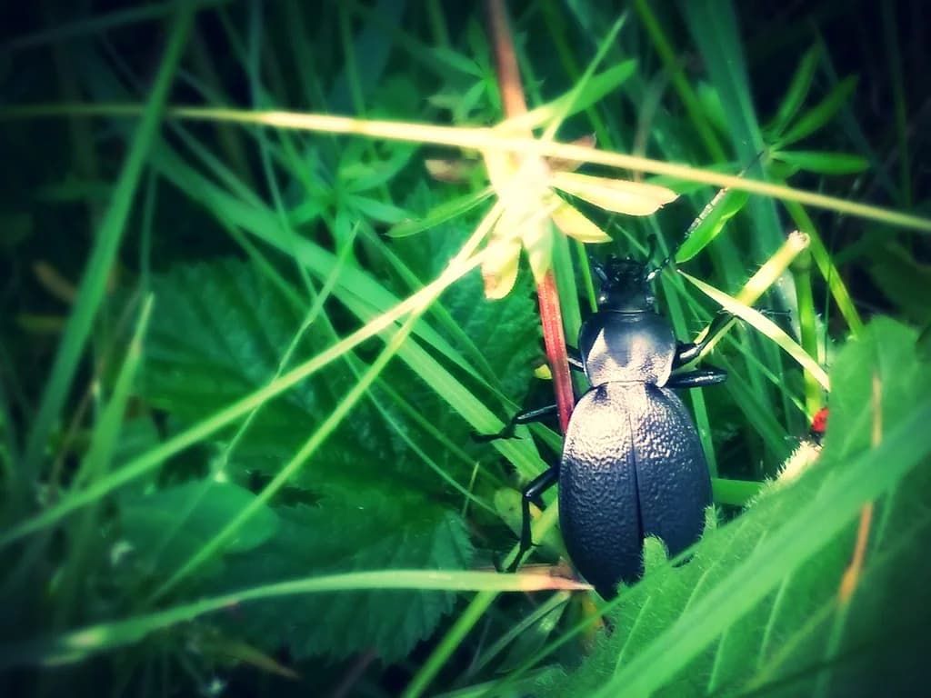 Wiesenplankton als Futter für Reptilien