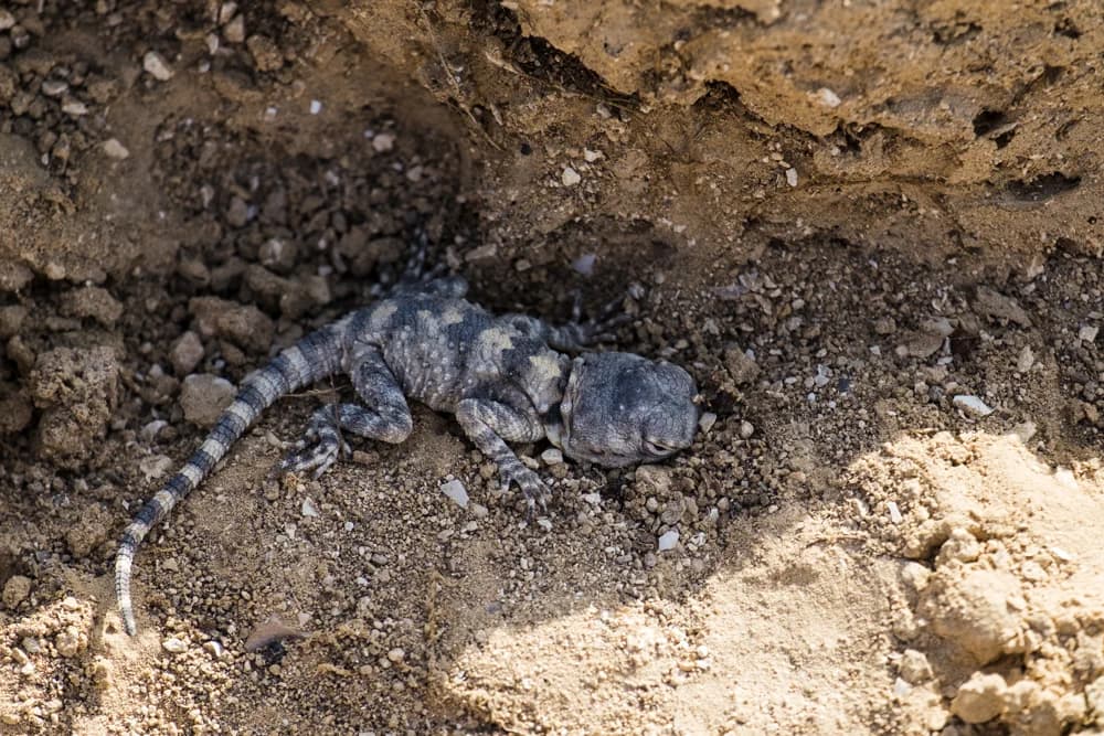 Wüstenagame (Trapelus mutabilis) - Merkmale, Lebensraum & Haltung