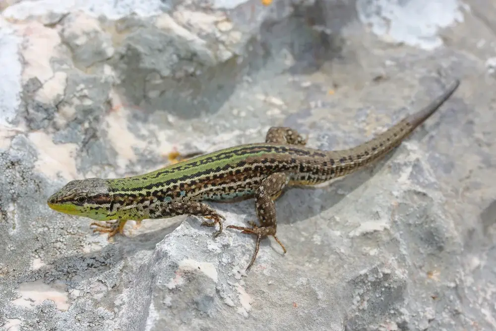 Adriatische Mauereidechse (Podarcis melisellensis)