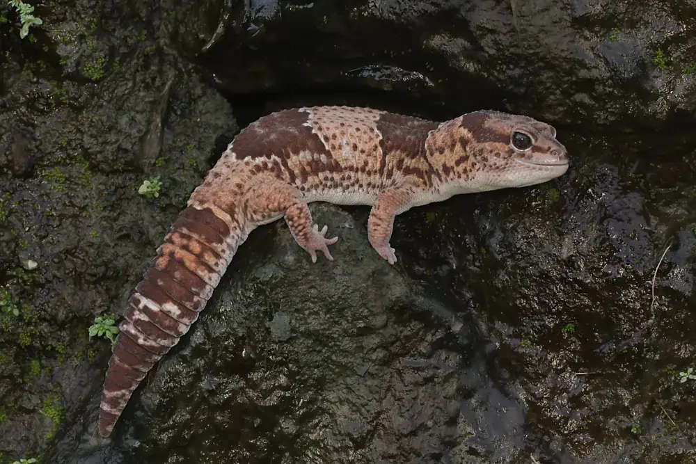 afrikanischer-krallengecko