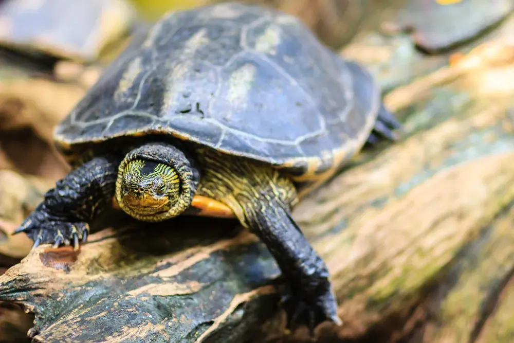 Amboina-Scharnierschildkröte (Cuora amboinensis) - Merkmale, Lebensraum & Haltung