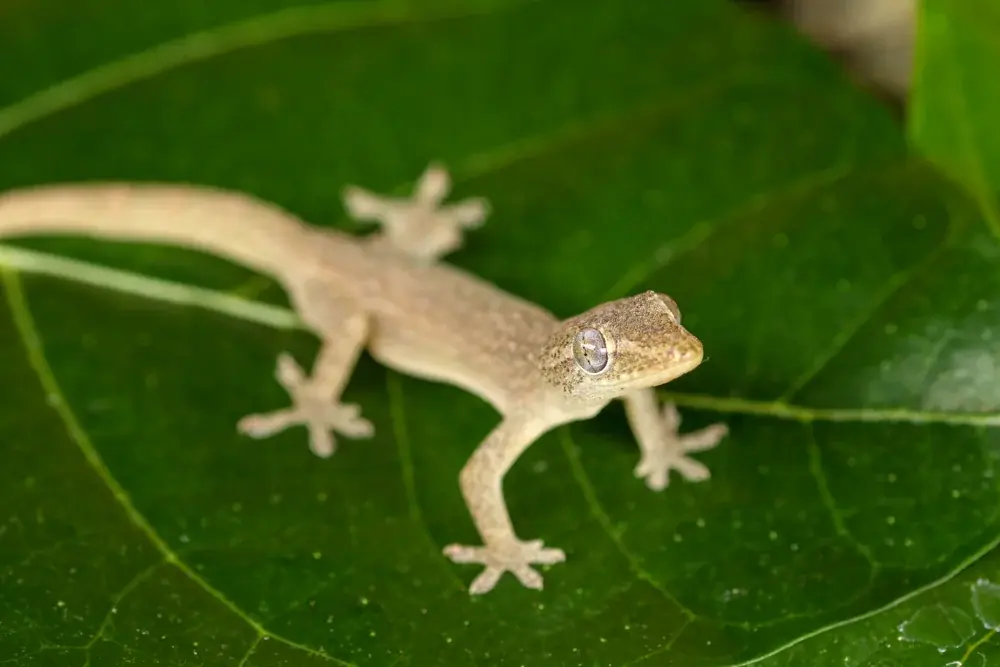 Asiatischer Hausgecko (Hemidactylus frenatus) - Merkmale, Lebensraum & Haltung