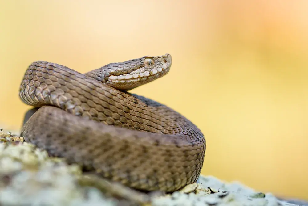 Aspisviper (Vipera aspis) gilt seit 2022 als gefährdet