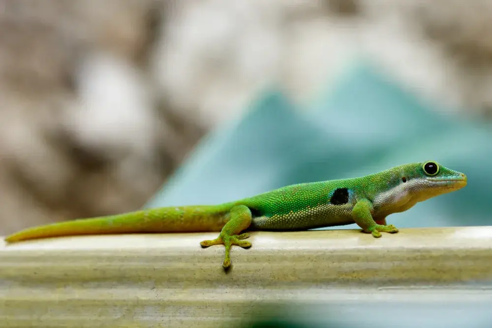 Pfauenaugen-Taggecko (Phelsuma Quadriocellata) - Merkmale, Lebensraum & Haltung