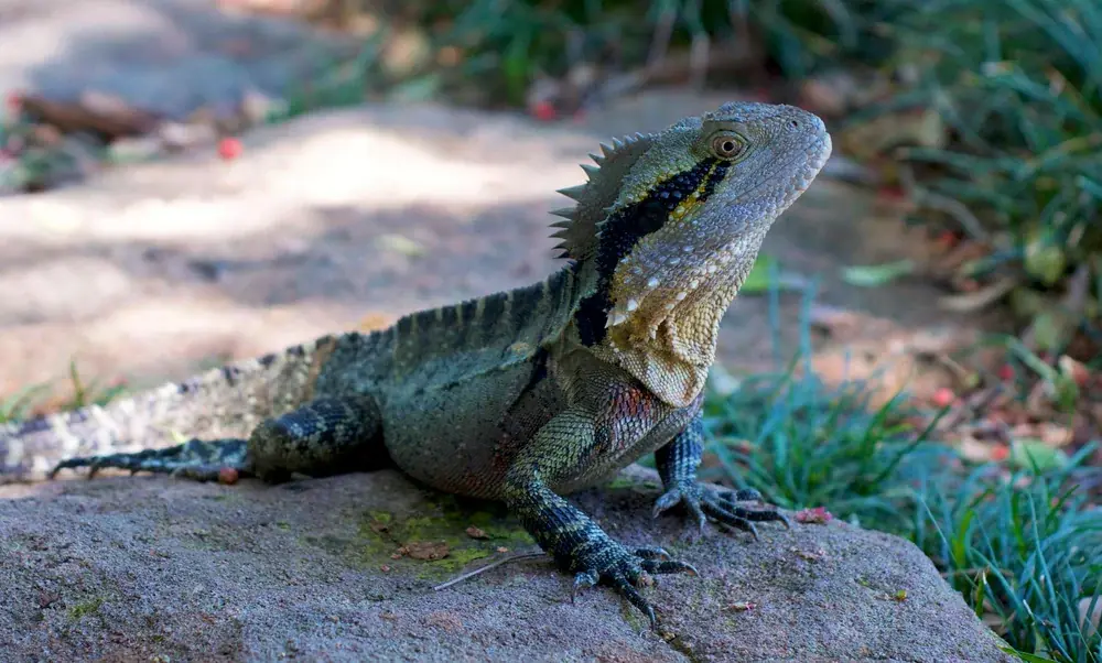 Australische Wasseragame (Intellagama lesueurii) - Merkmale, Lebensraum & Haltung