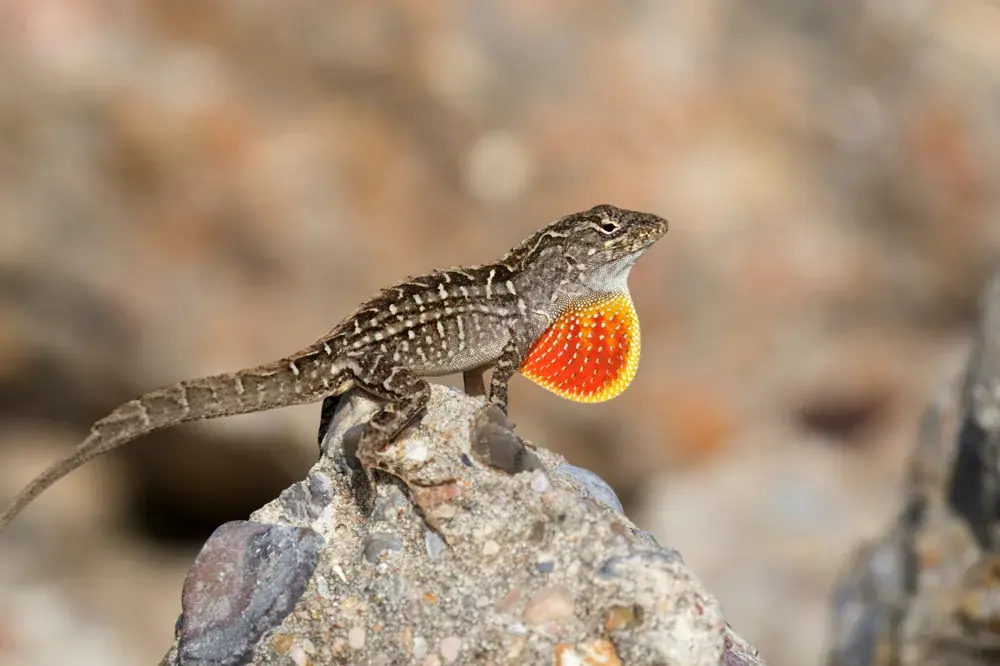 Bahama-Anolis (Bahama-Anolis) - Merkmale, Lebensraum & Haltung