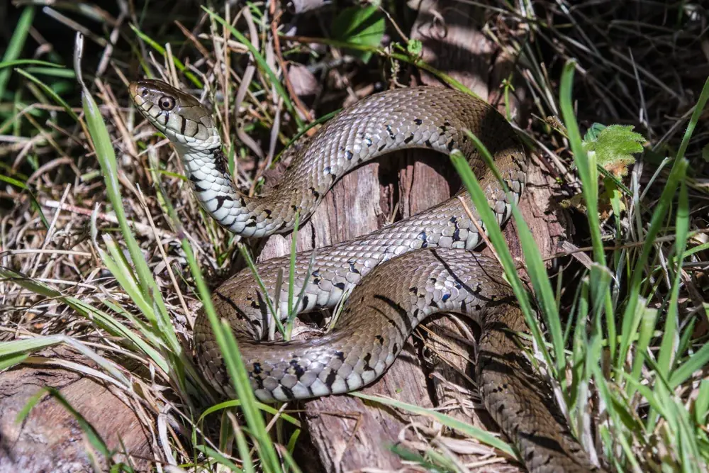 Barrenringelnatter (Natrix helvetica helvetica) - Merkmale, Lebensraum & Haltung