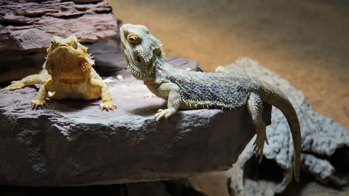 Bartagame: Arten, Lebensraum & Haltung