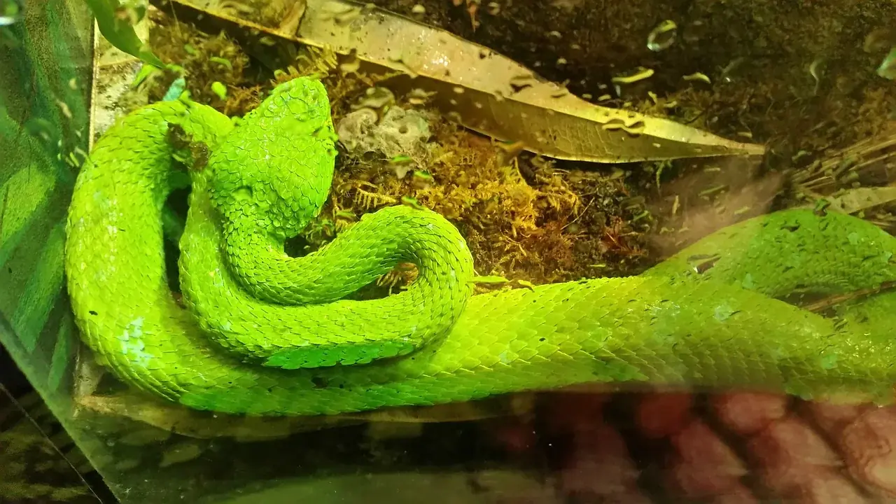 Beleuchtung im Terrarium