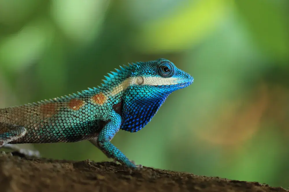 Blaukopf Schönechse (Calotes mystaceus) - Merkmale, Lebensraum & Haltung